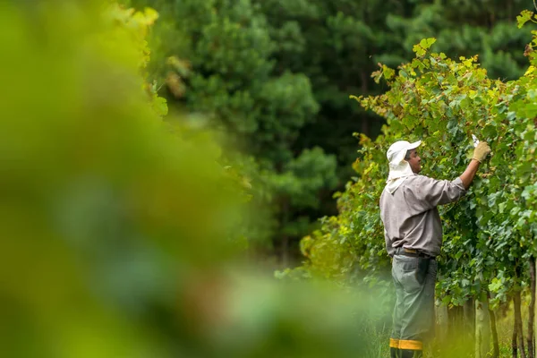 Farmer Trimming Pruning Cleaning Grape Plantation Vineyard Santa Catarina Brazil — Stock Photo, Image