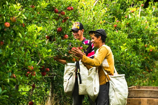 Agricultores Que Colhem Maçãs Vermelhas Pomar Durante Colheita Santa Catarina — Fotografia de Stock