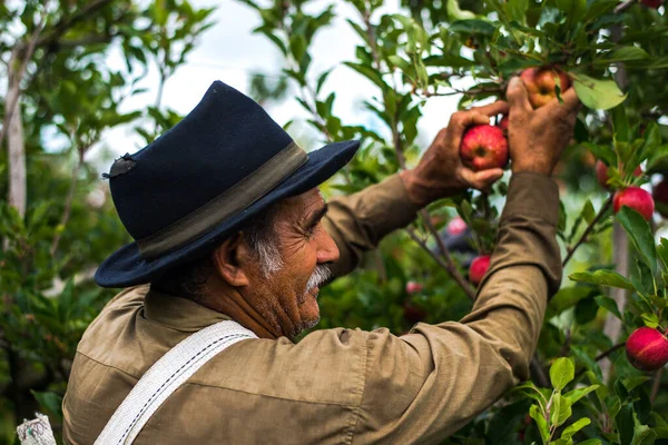 Gli Agricoltori Che Raccolgono Mele Rosse Nel Frutteto Durante Raccolta — Foto Stock