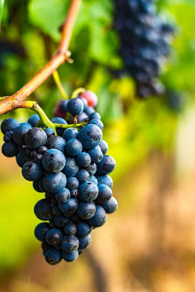 Bunch Cabernet Sauvignon Grape Hanging Vine — Stock Photo, Image