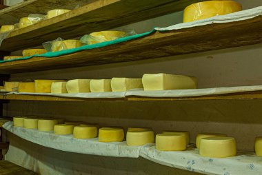 Peynirler raflarda iyileşiyor, asılıyor, olgunlaşmayı bekliyor..