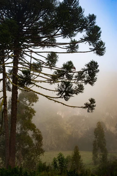 Λεπτομέρεια Ενός Araucaria Ένα Βουνό Στην Οροσειρά Santa Catarina Βραζιλία Φωτογραφία Αρχείου