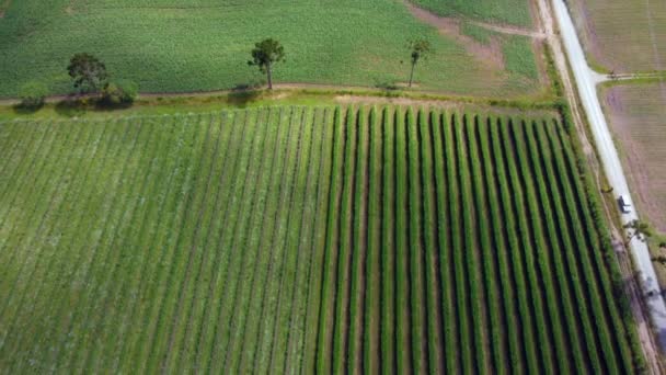 Sobrevoo Drones Sobre Campos Agrícolas Culturas Santa Catarina Brasil — Vídeo de Stock