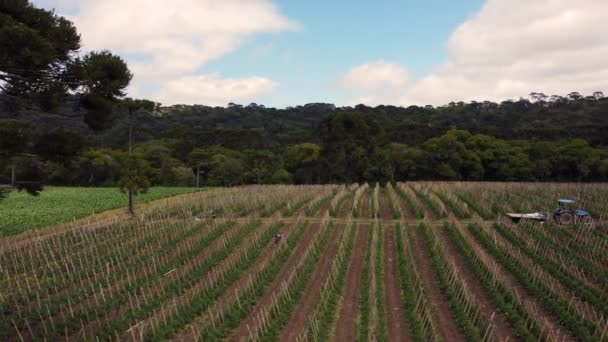 Drone Overflight Agricultural Fields Crops Santa Catarina Brazil — Video
