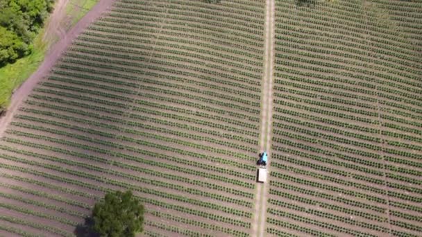 Drone Overflight Agricultural Fields Crops Santa Catarina Brazil — Video