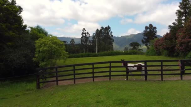 Spotted Horse Grazing Farm Paddock — Stockvideo