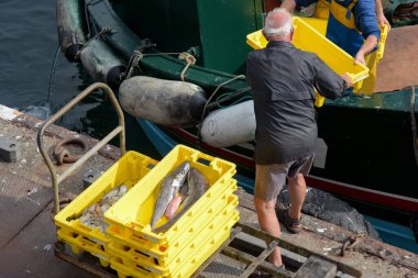 Balıkçı, Guilvinec Limanı 'ndaki tekneden balık boşaltıyor.