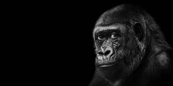 Retrato Gorila Fundo Preto Com Olhar Bonito — Fotografia de Stock