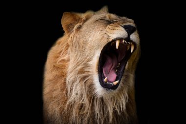 Siyah arkaplanda güzel bir aslan portresi