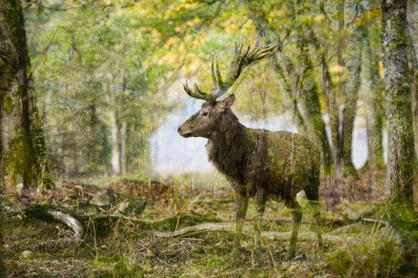 Double Exposure Deer Forest Landscape France — Stock Photo, Image
