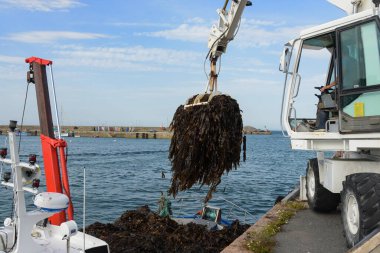 Brittany 'deki ilaç endüstrisi için Roscoff limanında yosun boşaltımı.