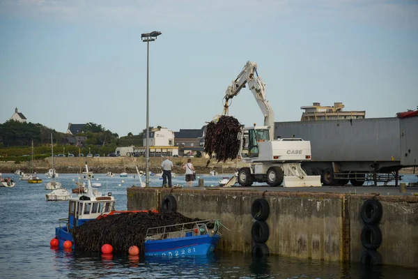 Σεπτεμβριοσ 2021 Roscoff Γαλλια Εκφόρτωση Φυκιών Στο Λιμάνι Του Roscoff — Φωτογραφία Αρχείου