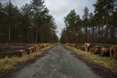 Fransız ormanındaki kesilen ağaçların manzarası