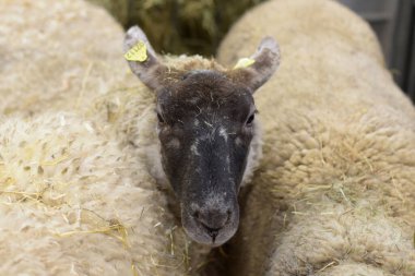 Paris 'teki ziraat fuarında bir kuzu.