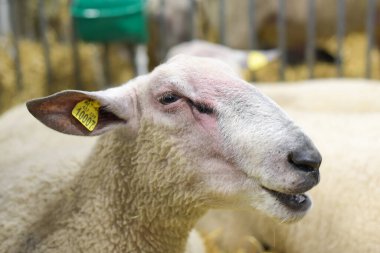 Paris 'teki ziraat fuarında bir kuzu.
