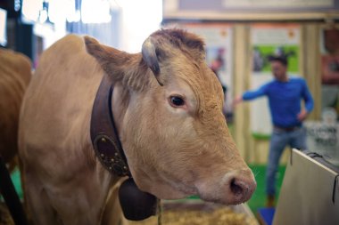 Paris 'teki tarım fuarında bir villard de Lans ineğinin manzarası