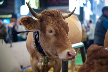 Paris 'teki tarım fuarında bir villard de Lans ineğinin manzarası