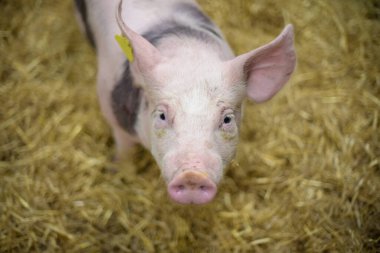 Paris 'teki tarım fuarında kutuda bir domuzun görüntüsü