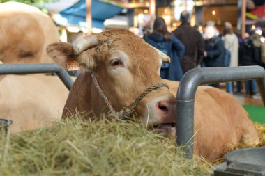 Paris 'teki tarım fuarındaki sarışın d' aquitaine ineğinin portresi.