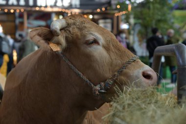 Paris 'teki tarım fuarındaki sarışın d' aquitaine ineğinin portresi.