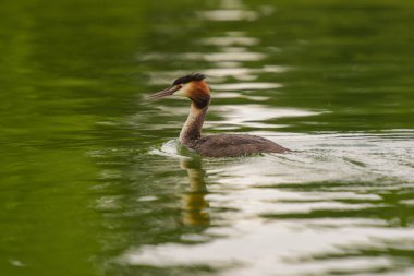 Fransa 'da bir gölette büyük ibikli yunus balığı