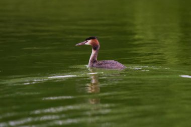 Fransa 'da bir gölette büyük ibikli yunus balığı