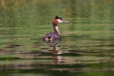 Fransa 'da bir gölette büyük ibikli yunus balığı
