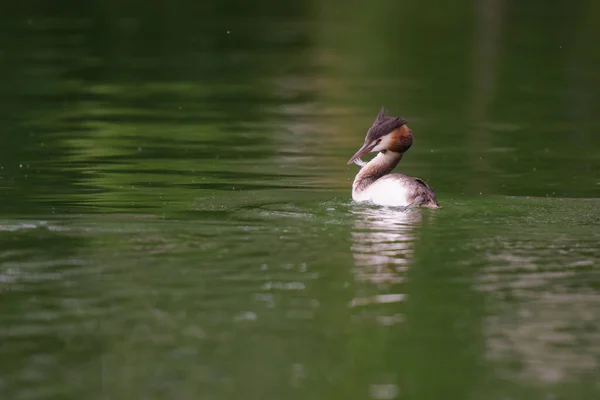 Velký Erb Grebe Rybníku Francii — Stock fotografie