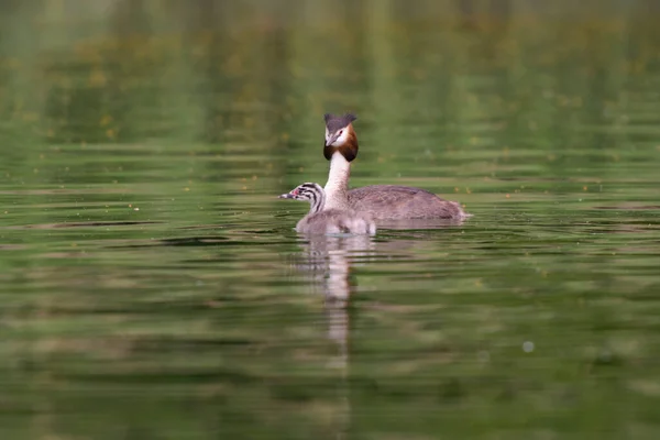 Haubentaucher Mit Baby Auf Einem Teich Frankreich — Stockfoto