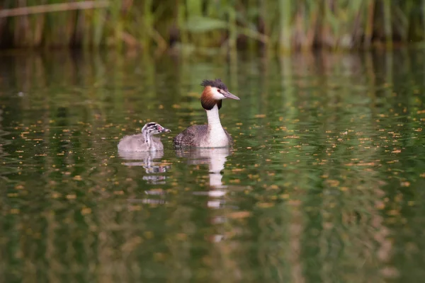 Grande Cresta Grebe Con Bebé Estanque Francia — Foto de Stock