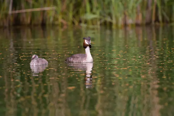 Grande Cresta Grebe Con Bebé Estanque Francia — Foto de Stock