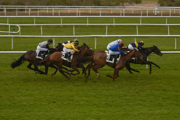 View Horse Race France — Stock Photo, Image