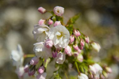 Baharda parkta beyaz çiçekli bir kiraz dalının manzarası