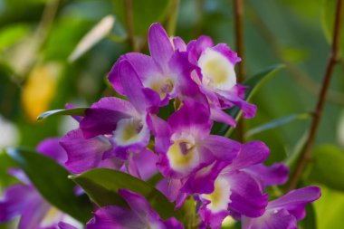 Fransa 'da botanik bahçesinde orkidenin makro fotoğrafçılığı
