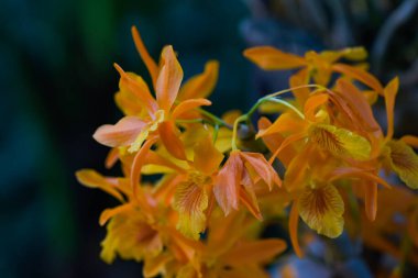 Fransa 'da botanik bahçesinde orkidenin makro fotoğrafçılığı