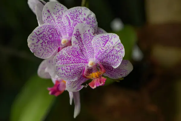 Макрофотография Орхидей Ботаническом Саду Франции — стоковое фото