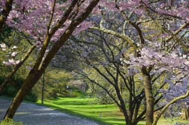 Maulevrier 'in doğu parkındaki kiraz çiçeklerinin manzarası