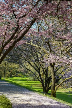 Maulevrier 'in doğu parkındaki kiraz çiçeklerinin manzarası