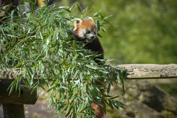 Photographie Panda Rouge Mangeant Bambou Dans Parc — Photo