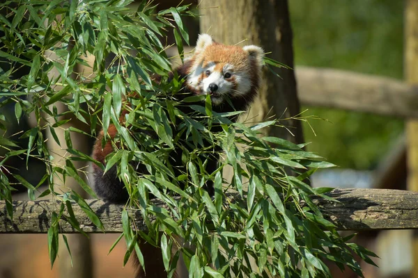 Fotografia Panda Vermelha Comendo Bambu Parque — Fotografia de Stock