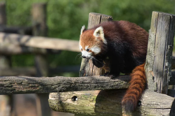 Kızıl Panda Nın Fransız Parkındaki Fotoğrafı — Stok fotoğraf