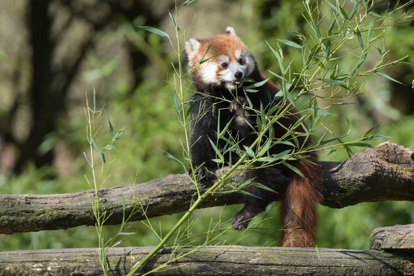 Photographie Panda Rouge Mangeant Bambou Dans Parc — Photo
