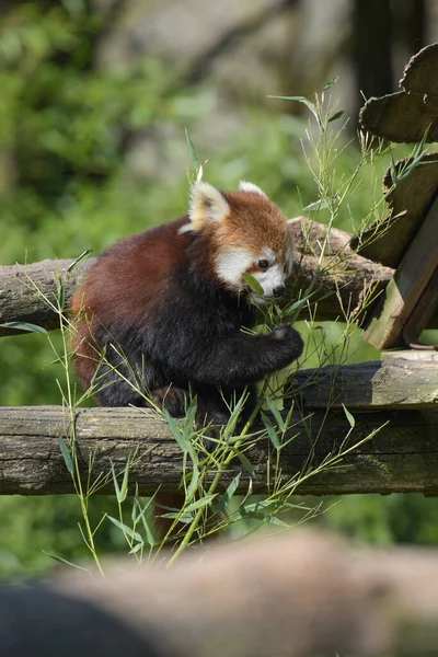 Photographie Panda Rouge Mangeant Bambou Dans Parc — Photo