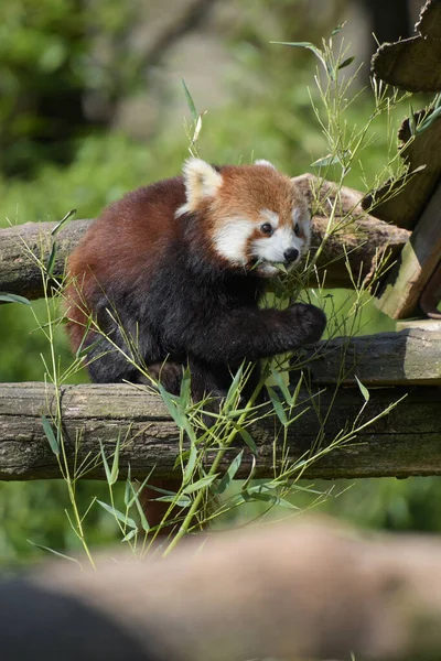 Fénykép Piros Panda Eszik Bambusz Egy Parkban — Stock Fotó