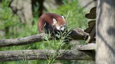 Kızıl pandanın bambu yediği film.