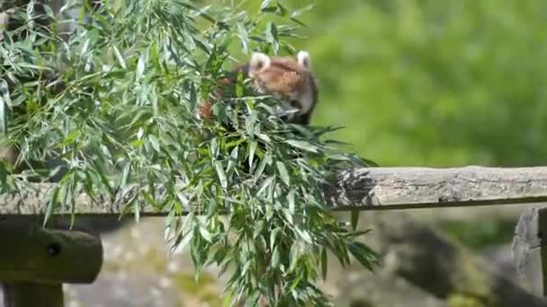 红熊猫吃竹子的电影 — 图库视频影像