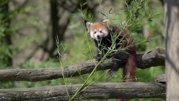 Filme Panda Vermelha Comendo Bambu — Vídeo de Stock
