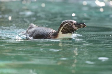 Parkta yüzen Afrikalı penguen manzarası