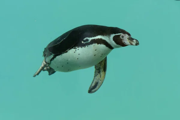 Blick Auf Einen Afrikanischen Pinguin Der Einem Park Schwimmt Stockbild