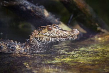 Schneider Timsahı 'nın parkta portresi.